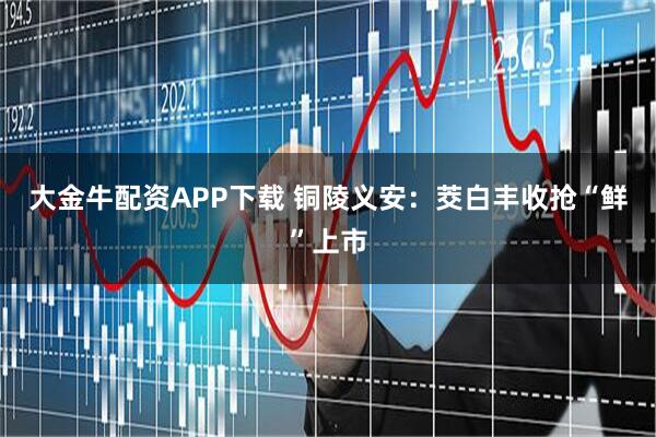 大金牛配资APP下载 铜陵义安：茭白丰收抢“鲜”上市